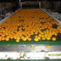 Venta caliente en el mercado de Bangladesh Fresh Baby Mandarin Orange